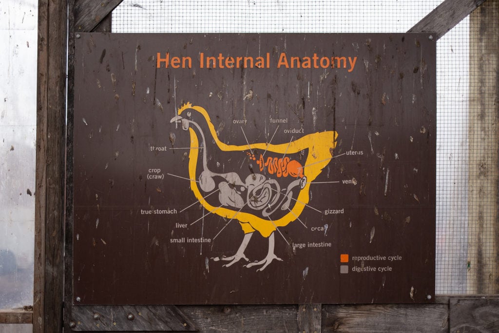 chicken anatomy diagram