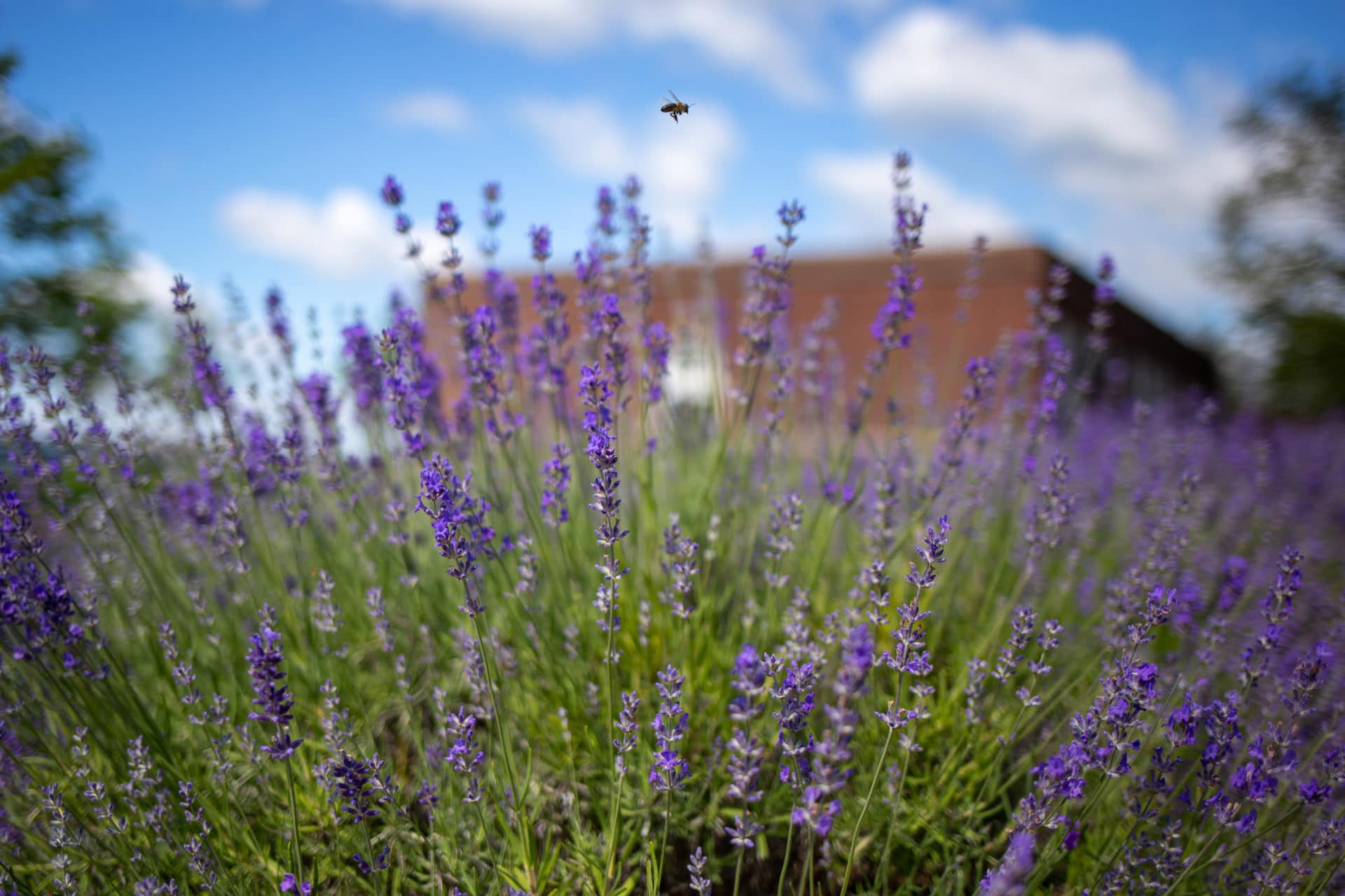 lavender field with bee