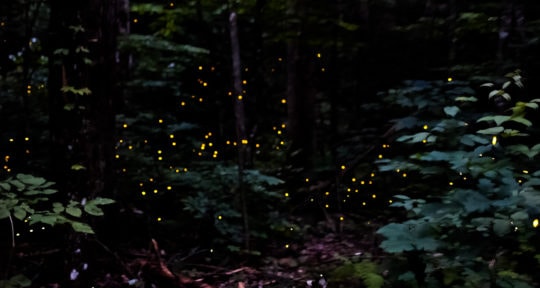 A look at Elkmont’s synchronous firefly show, the hottest ticket in the Smoky Mountains