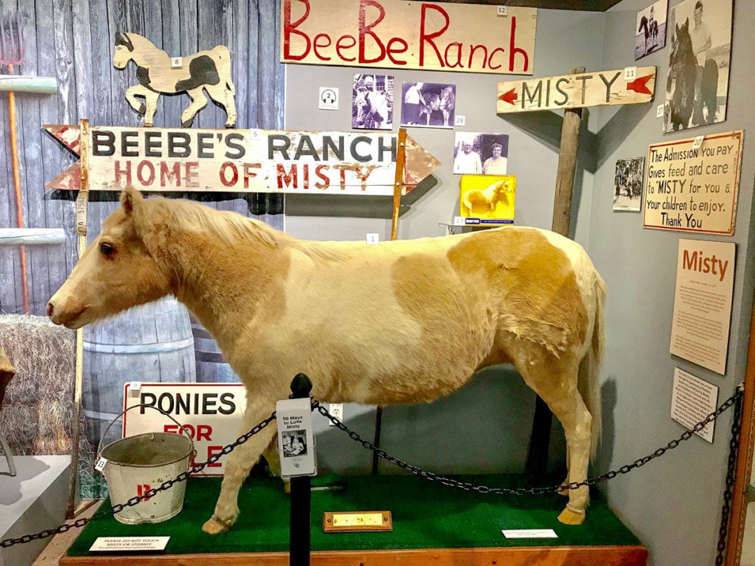Misty, the famous pony, has been taxidermied and is on display at the Museum of Chincoteague. 