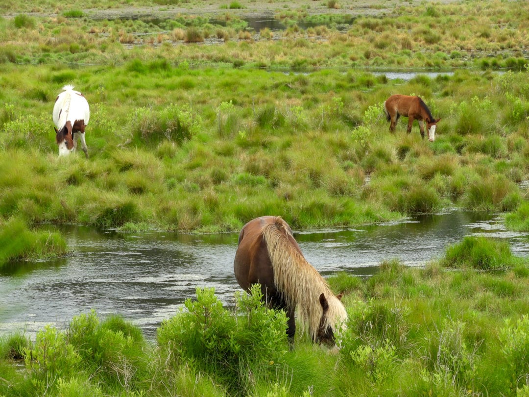 Ponies grazing in the marshlands. 