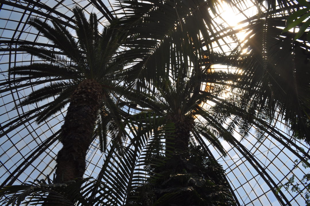 palm trees sit inside a domed greenhouse