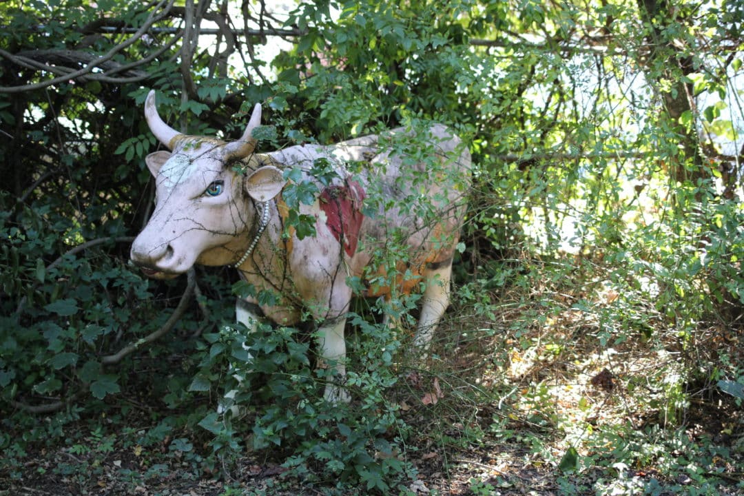 One of two cows found at the oldest privately owned residence in New York City