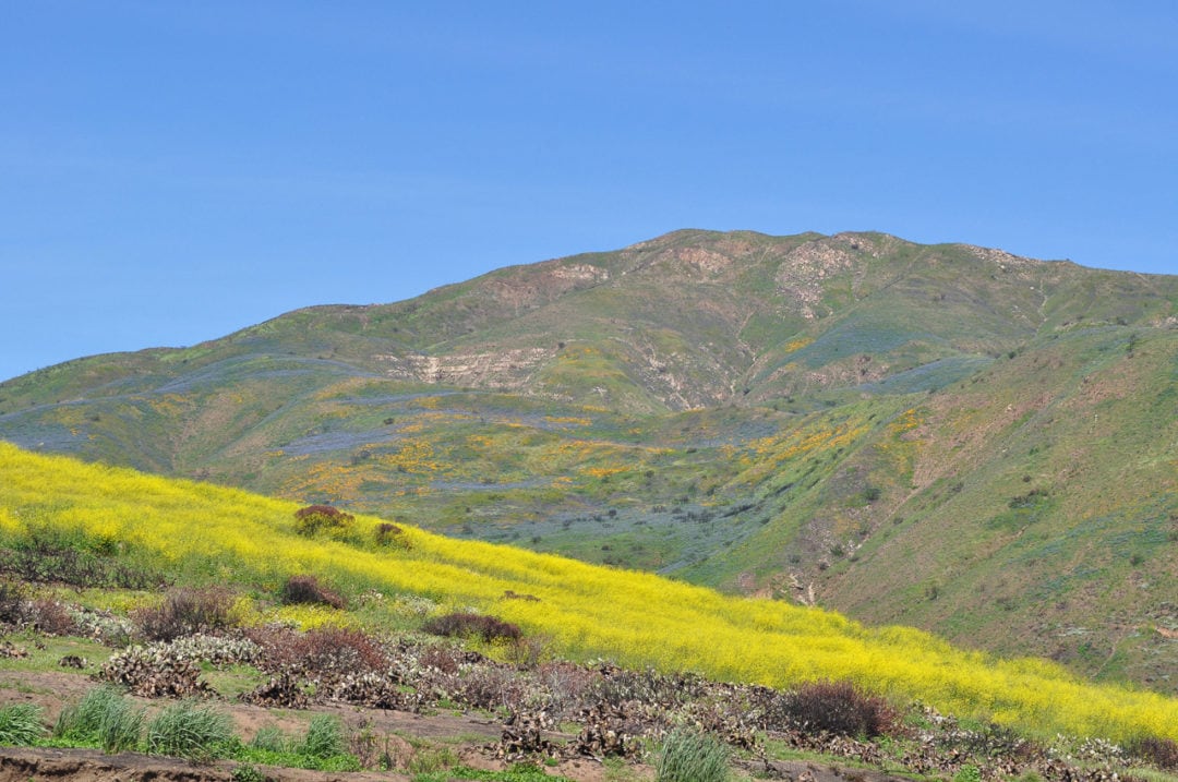 During a native wildflower super bloom on hillsides along the Malibu coast, nonnative mustard flowers cut a bright yellow swath across the foreground.