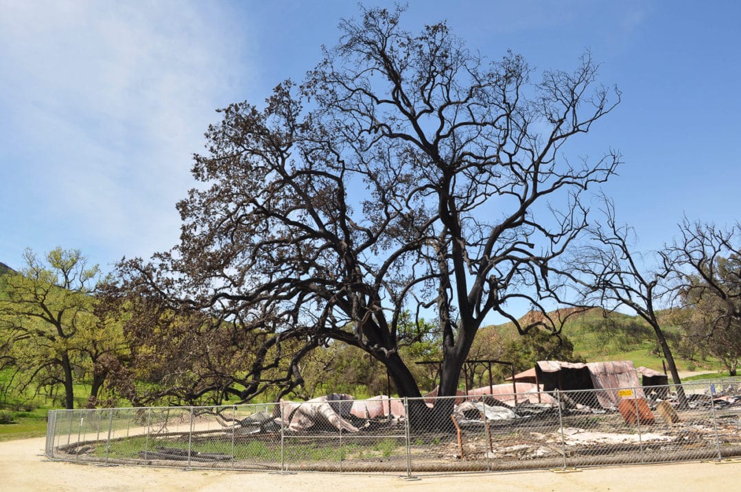 A blackened oak still stands amid the remains of the Western Town at Paramount Movie Ranch above Malibu. Used as a set for films and television shows including Gunsmoke and Westworld, the site was mostly destroyed by the Woolsey Fire. 