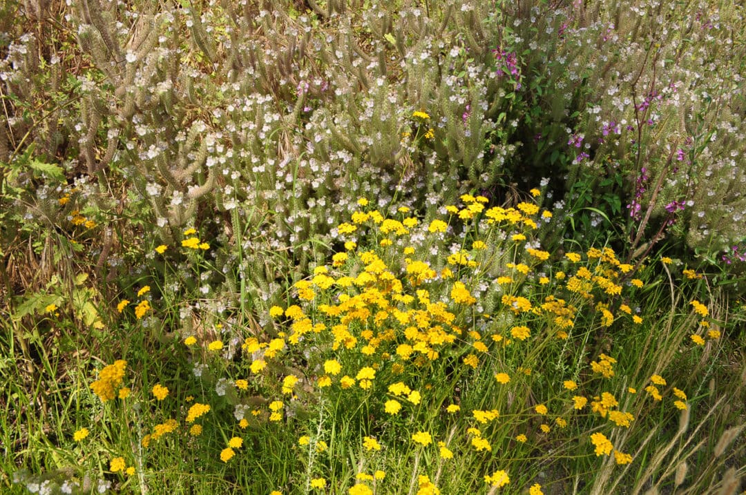 Assorted wildflowers in bloom at Malibu Creek State Park