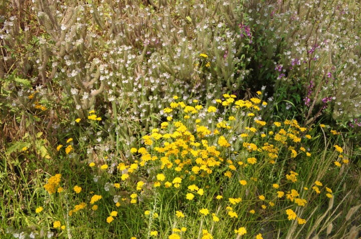 After the devastating Woolsey Fire, Malibu's landscape is coming back ...