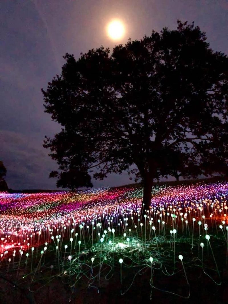 thousands of lights illuminated around a giant tree under a full moon