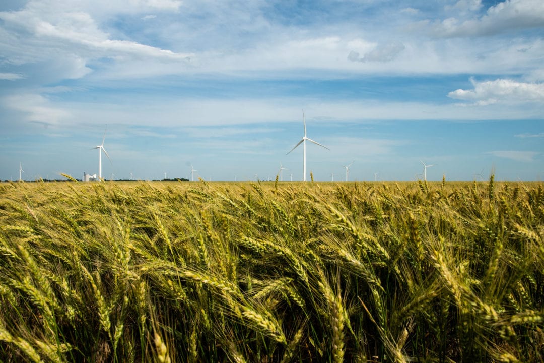 wind turbines move in the distance behind a wheat field