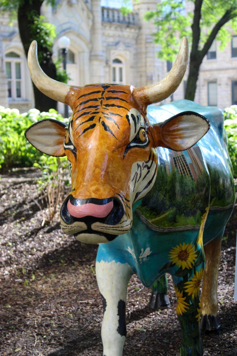 Holy cow After 20 years on parade, Chicago's cows are finally coming