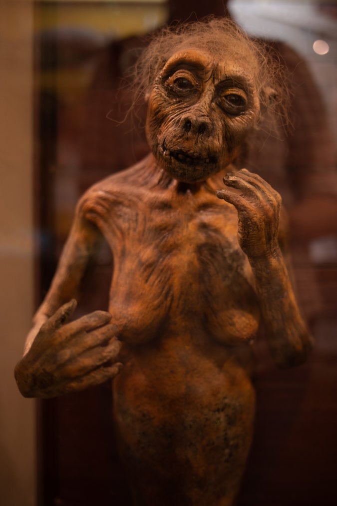 a figure at the cryptozoology museum