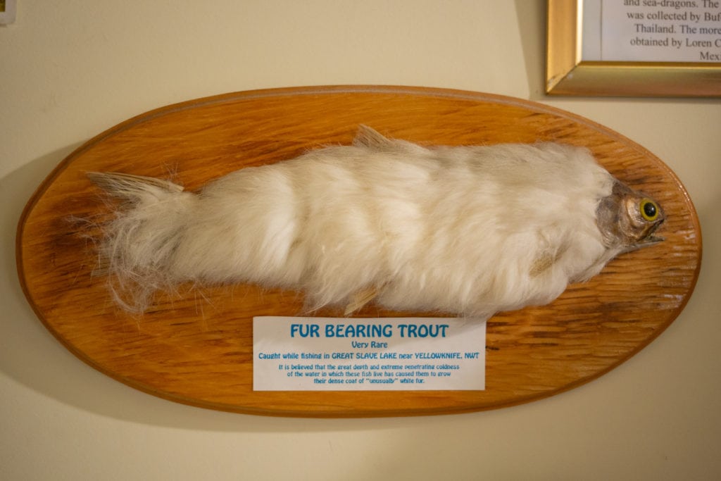 mounted fish plaque with fur