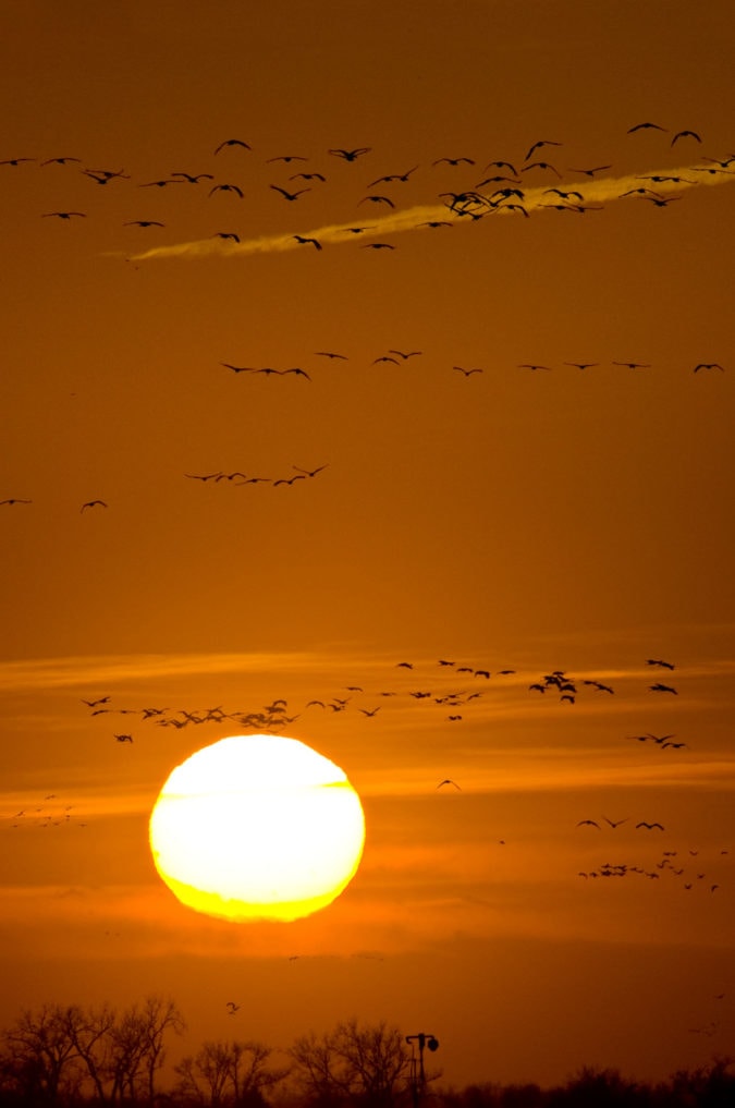 Sandhill cranes at sunset.