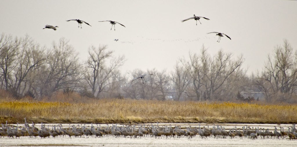 600,000 cranes descend upon rural Nebraska during the world’s largest ...