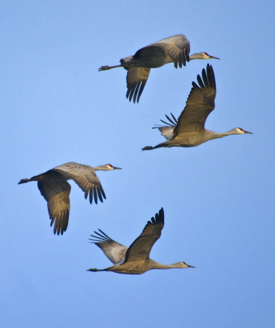 600,000 cranes descend upon rural Nebraska during the world’s largest ...