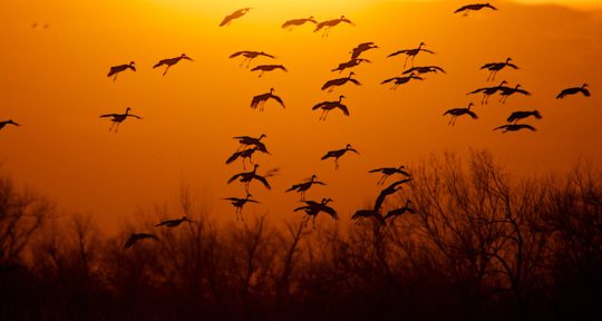 600,000 cranes descend upon rural Nebraska during the world’s largest crane migration, and it’s a spectacular sight