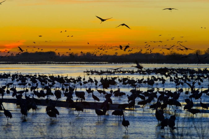 600,000 cranes descend upon rural Nebraska during the world’s largest ...