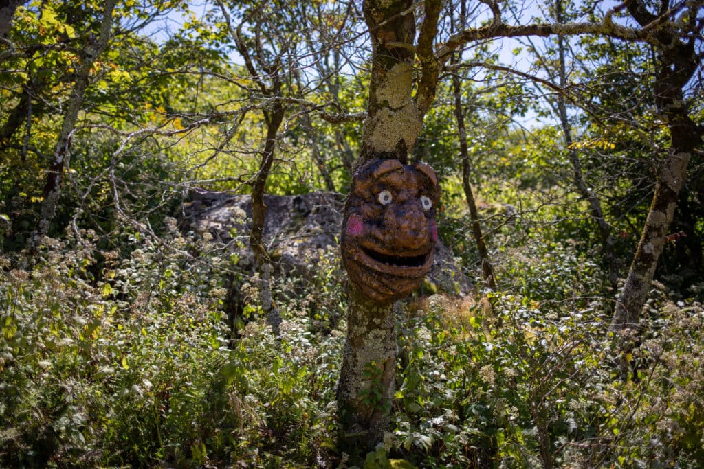 A face in a tree trunk