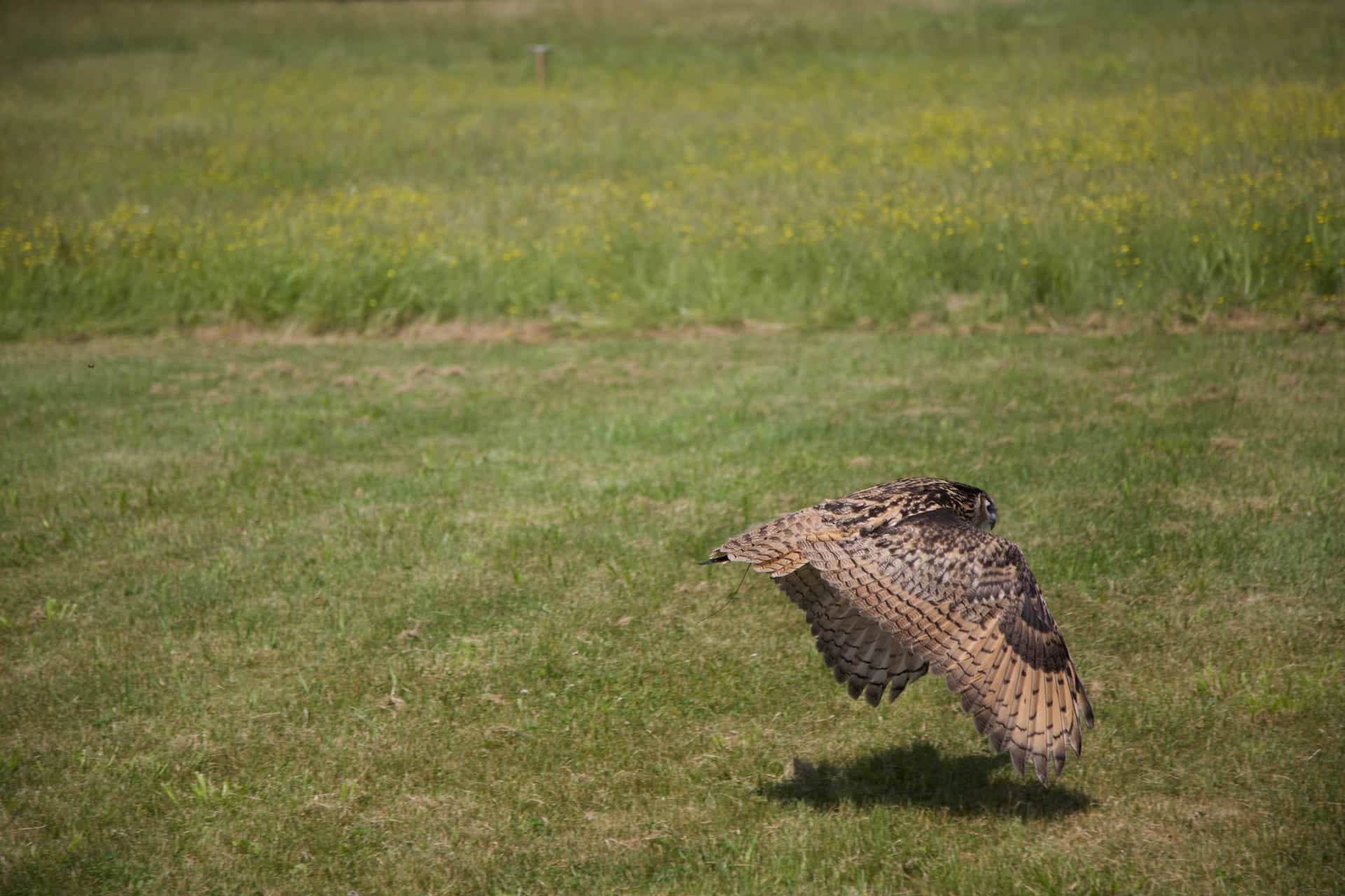 A bird in the hand Practicing the ancient art of falconry in a Vermont
