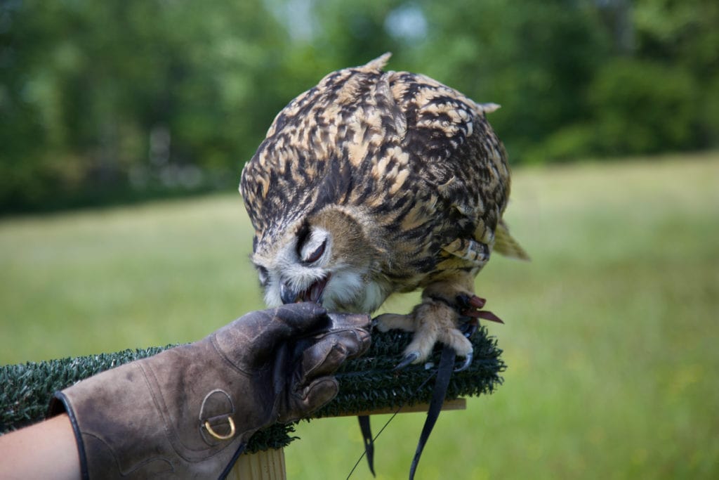 Frederick the owl eating a snack