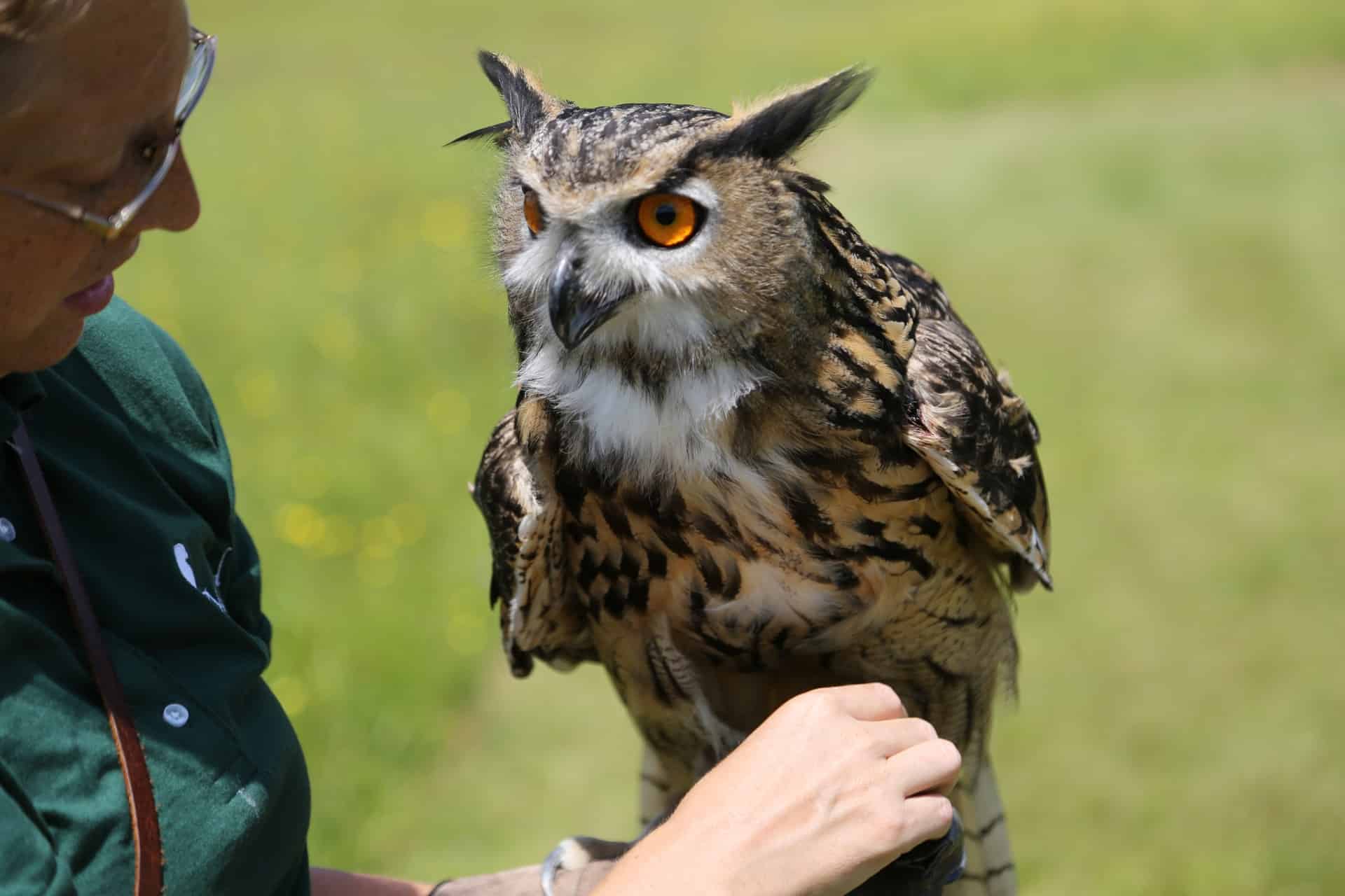 A bird in the hand Practicing the ancient art of falconry in a Vermont