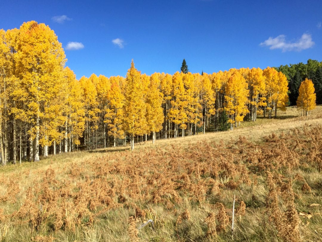 In the mountains surrounding Flagstaff, patches of aspen colonies put on a stunning show.