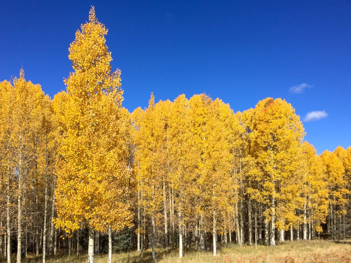 Rivaling the fall foliage of the Northeast, Arizona's aspen colonies ...