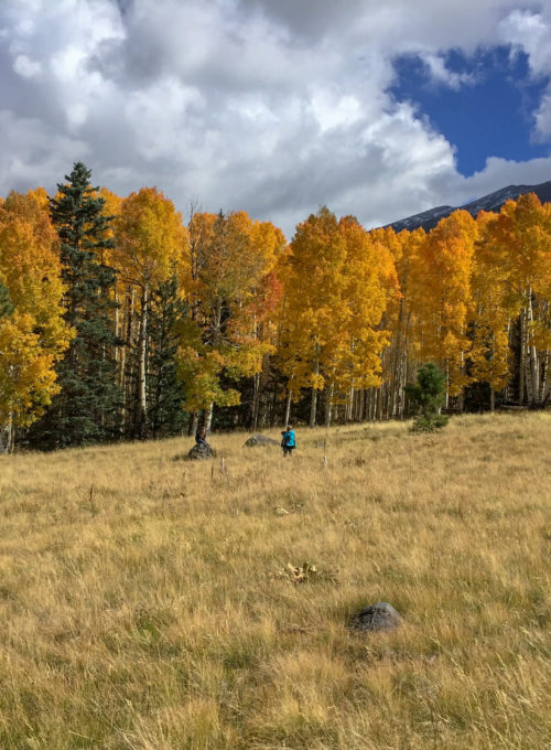 Rivaling the fall foliage of the Northeast, Arizona's aspen colonies put on a stunning show