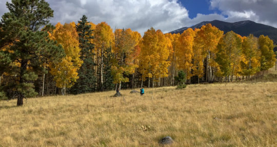Rivaling the fall foliage of the Northeast, Arizona’s aspen colonies put on a stunning show