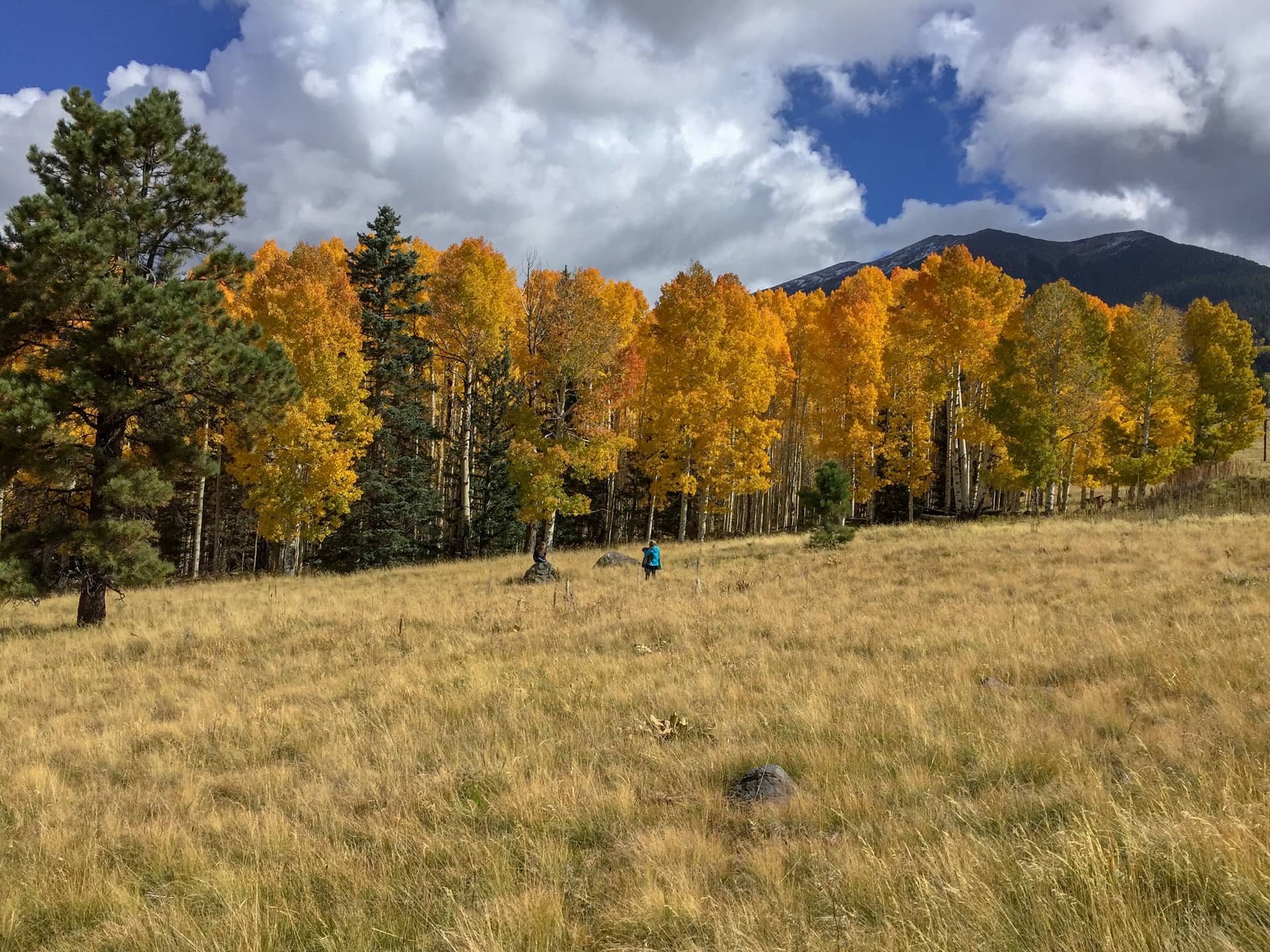 Rivaling the fall foliage of the Northeast, Arizona’s aspen colonies put on a stunning show