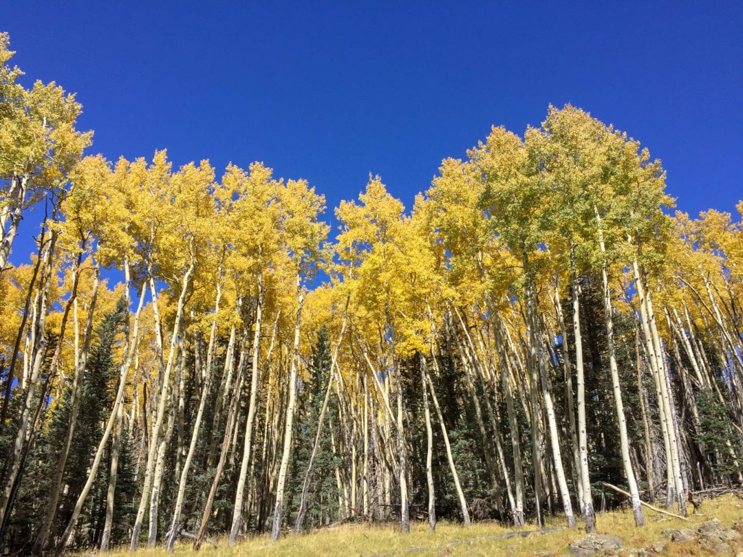 Aspens grow in colonies, and those sharing a colony are clones, all growing from the same root system.