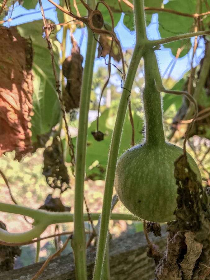 A growing gourd.