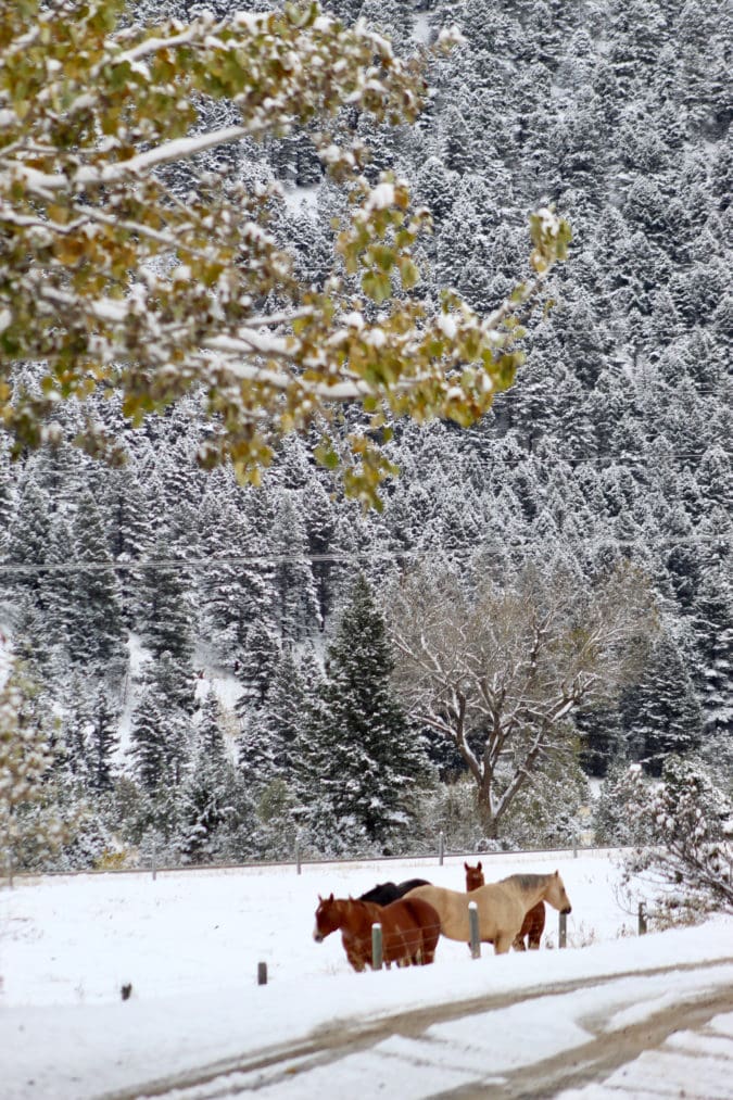 Snowy trees and horses in Montana America Adventure