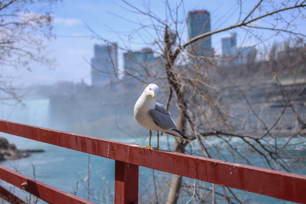 A seagull hangs out on the American side.