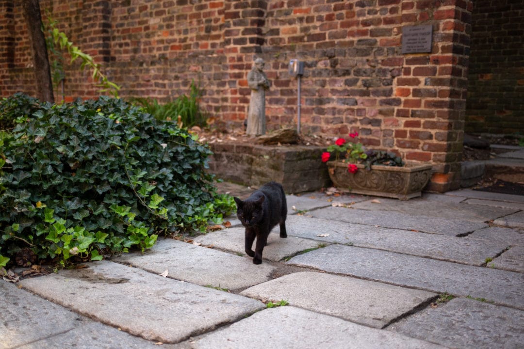 Two black cats, Edgar and Pluto, have free rein of the museum property