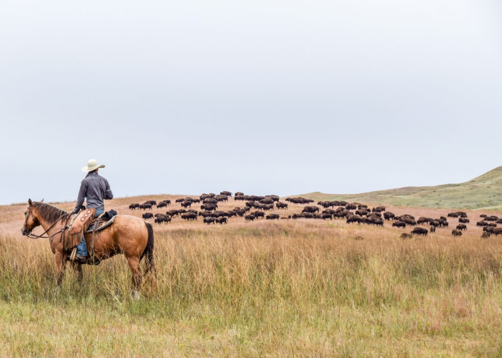 The annual Buffalo roundup takes place in the Black Hills of South Dakota.