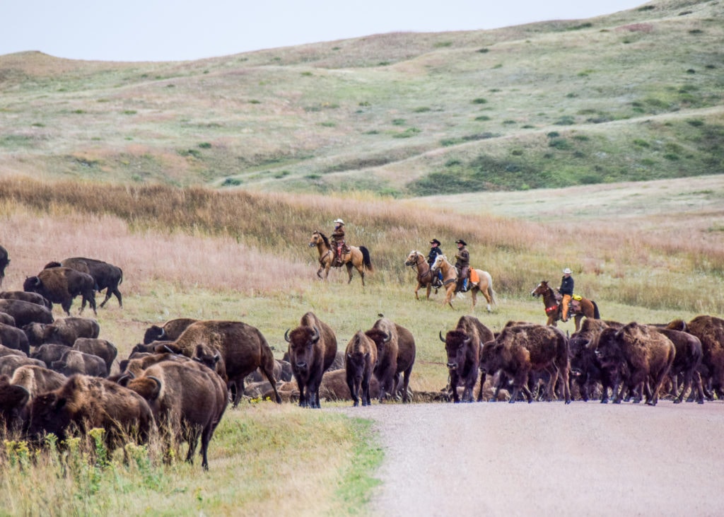 The bison are rounded up and driven five miles.