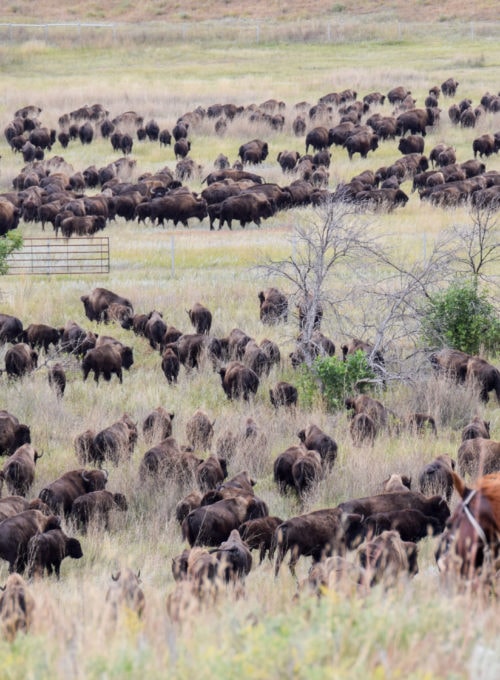 The Black Hills come alive as 1,300 bison thunder across the prairie during South Dakota's annual Buffalo Roundup