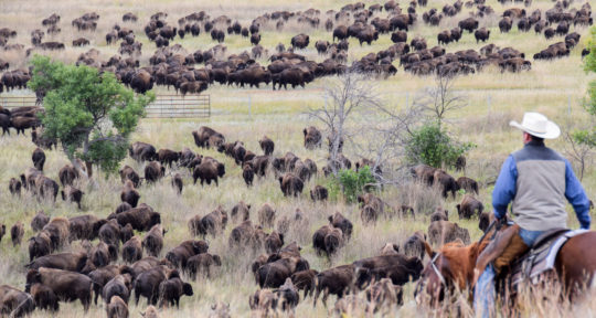 The Black Hills come alive as 1,300 bison thunder across the prairie during South Dakota’s annual Buffalo Roundup