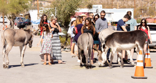 Where the wild burros roam: Lured by gold and ghosts, visitors just can’t quit the tiny mountain town of Oatman, Arizona