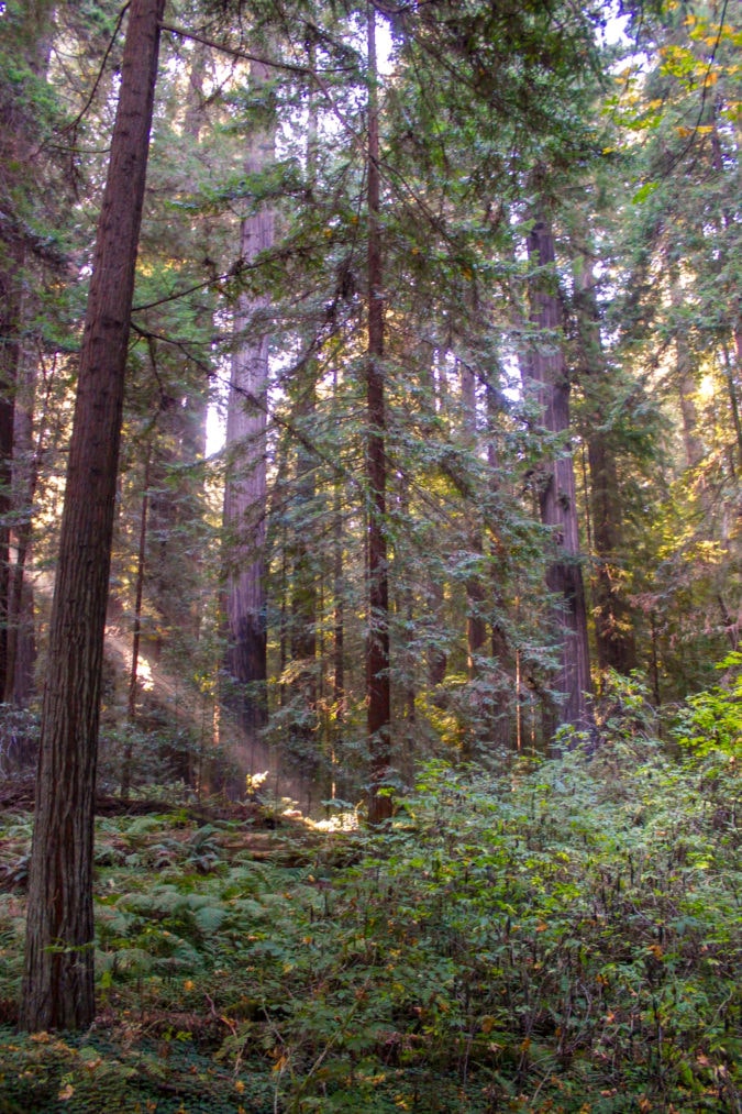 Morning light splintering through the Redwood forest on the Drury-Chaney Trail.