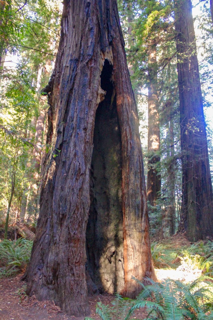 Not your Christmas tree: Along California's Avenue of the Giants ...