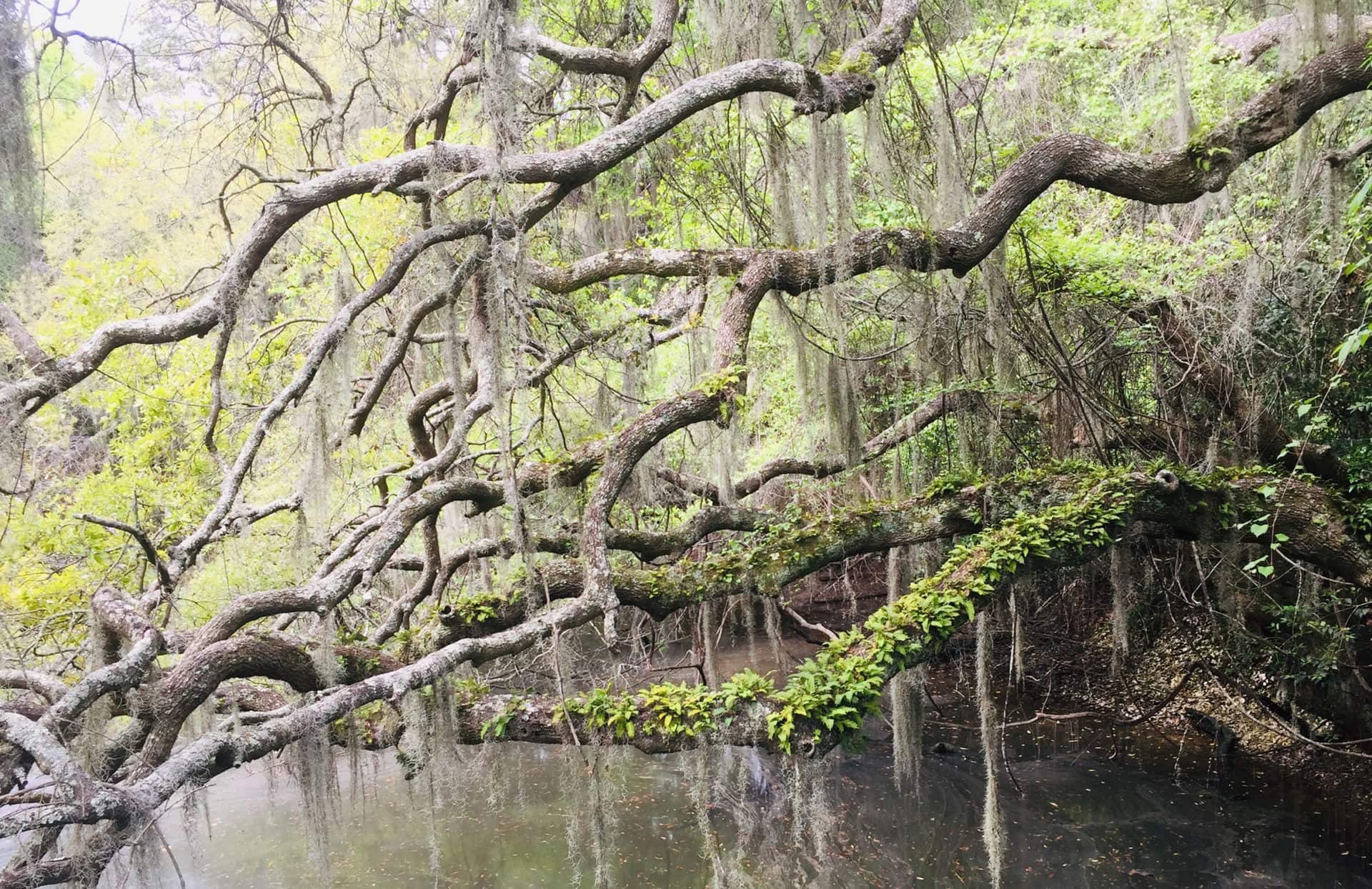 South Carolina's Gullah culture carries on its West African heritage