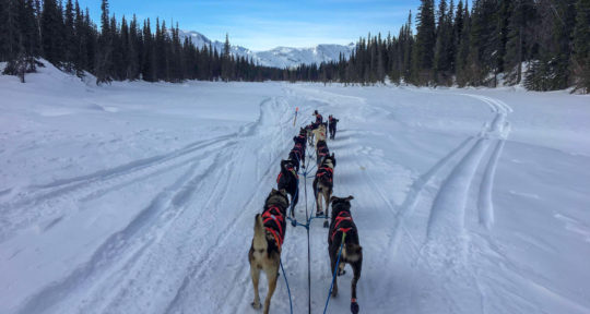 Despite unique challenges, one 7-time Iditarod participant can’t seem to quit the grueling sled dog race