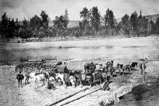 Mule train at the Quesnel River 1868