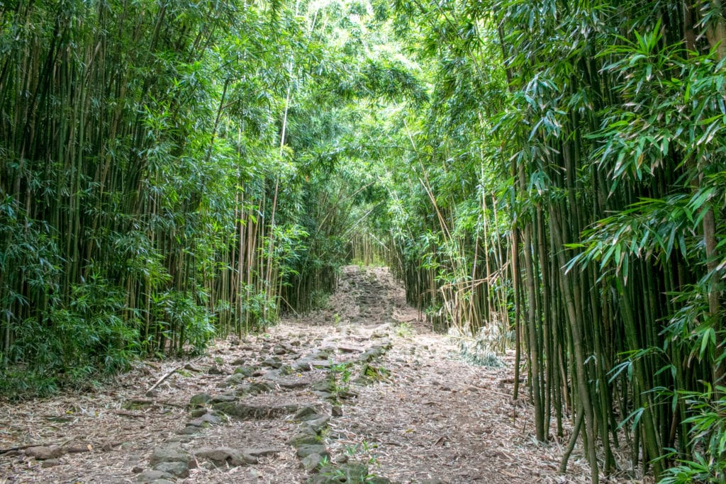 East Maui's Pipiwai Trail on the Road to Hana features a bamboo forest halfway up the hike to the waterfall.