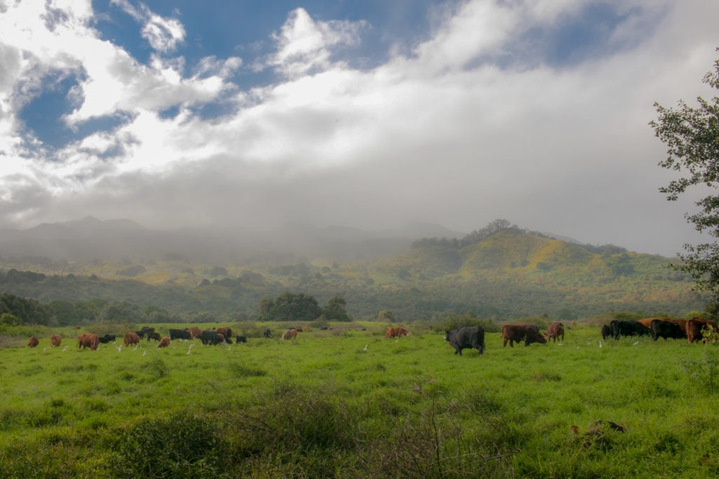 Cows graze in lush pastures just outside the town of Hana.