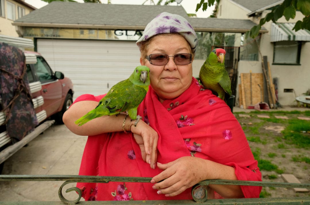 Parrots Pepito and Delmi watch the procession from their view along the parade route. The birds mimic the horns and sirens they hear as they watch the parade with their owner, Mrs. Urquilla. Her birds are very special to her, as they were a Mother’s Day gift from her son.