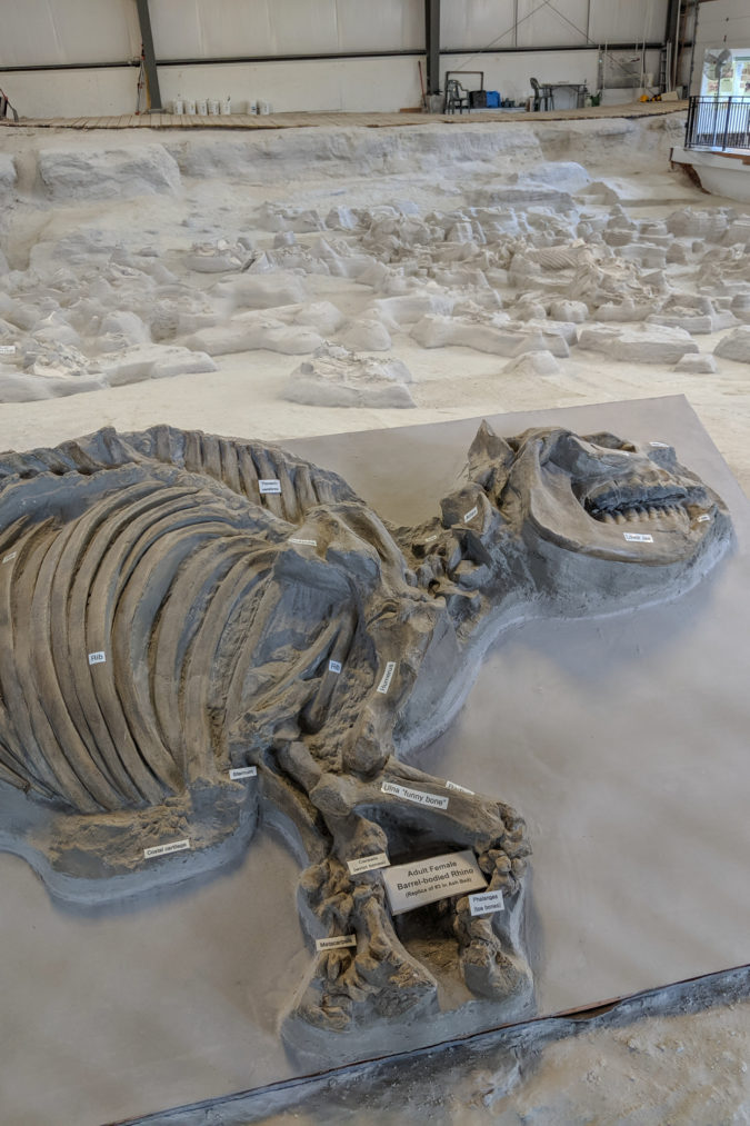 Replica of an adult female rhino skeleton