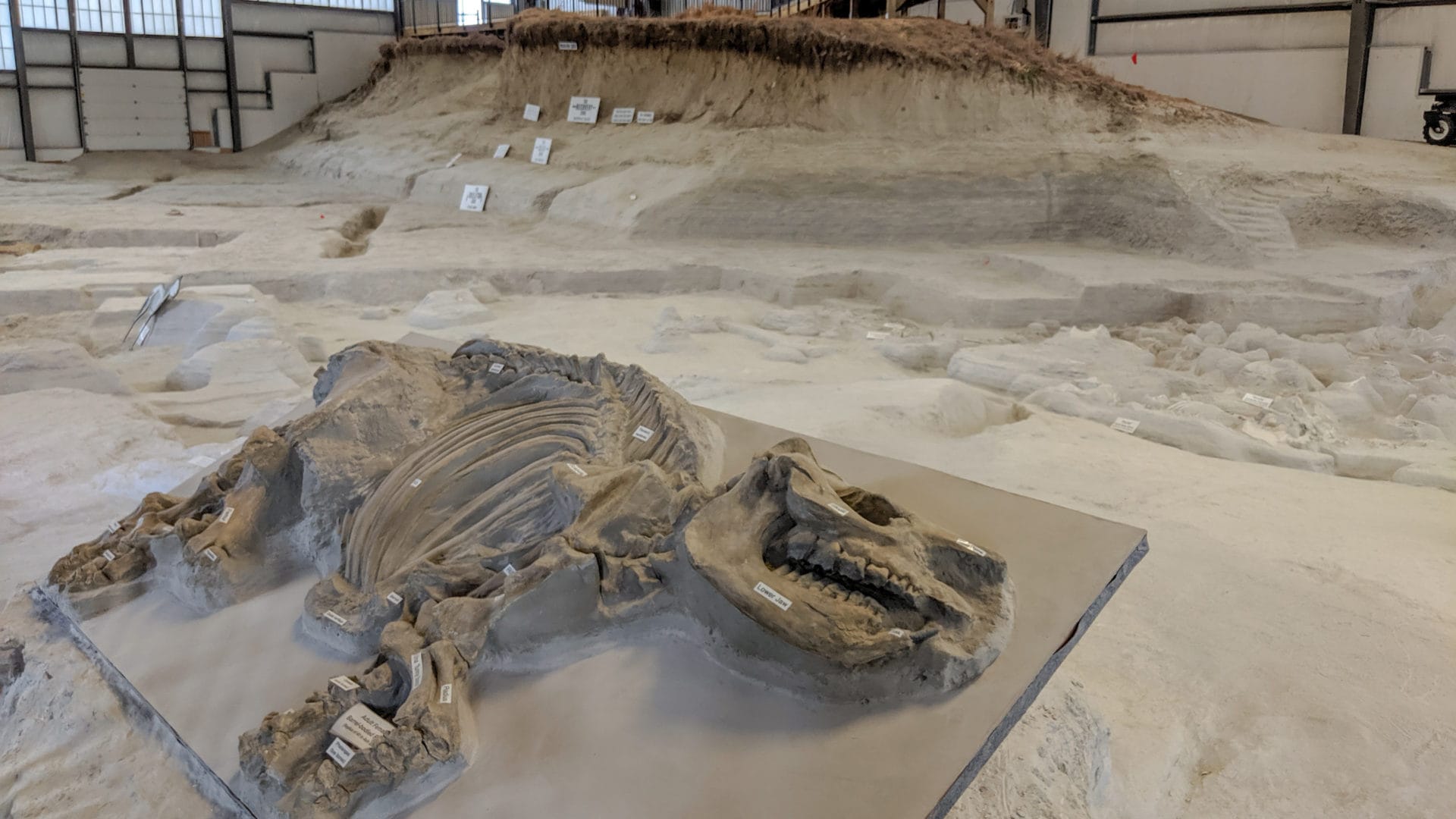 Nebraska’s Pompeii: Exploring a prehistoric graveyard at Ashfall Fossil ...